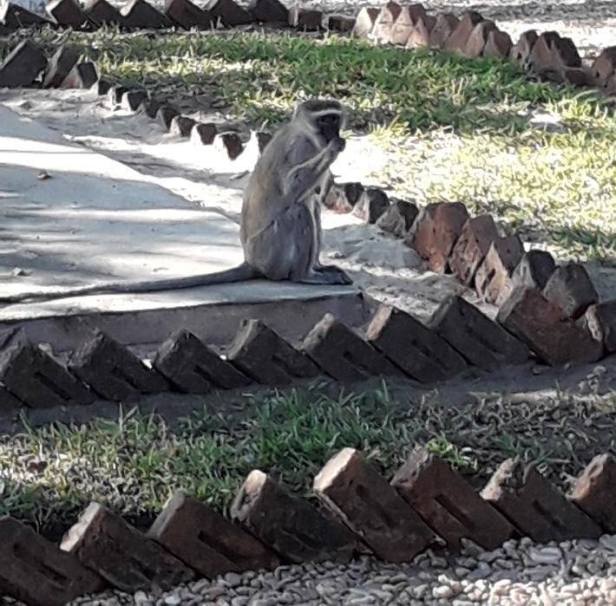 67401409_10157534571914439_3797637957460951040_n