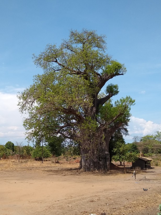 Baobab